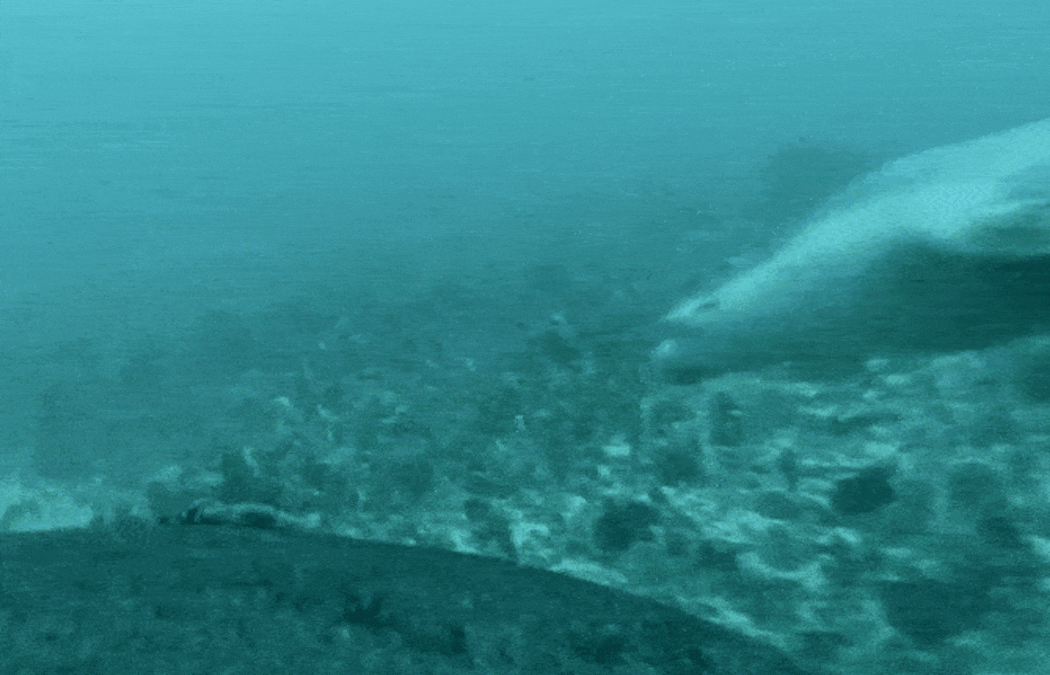 Sea lion camera reveals mother taking pup on educational foraging expedition in the wild