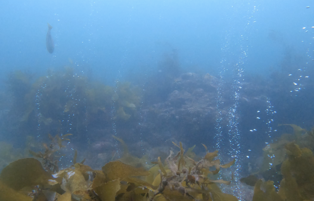 Natural hydrogen can make decarbonising industry cheaper – NZ’s turbulent geology could give it an edge