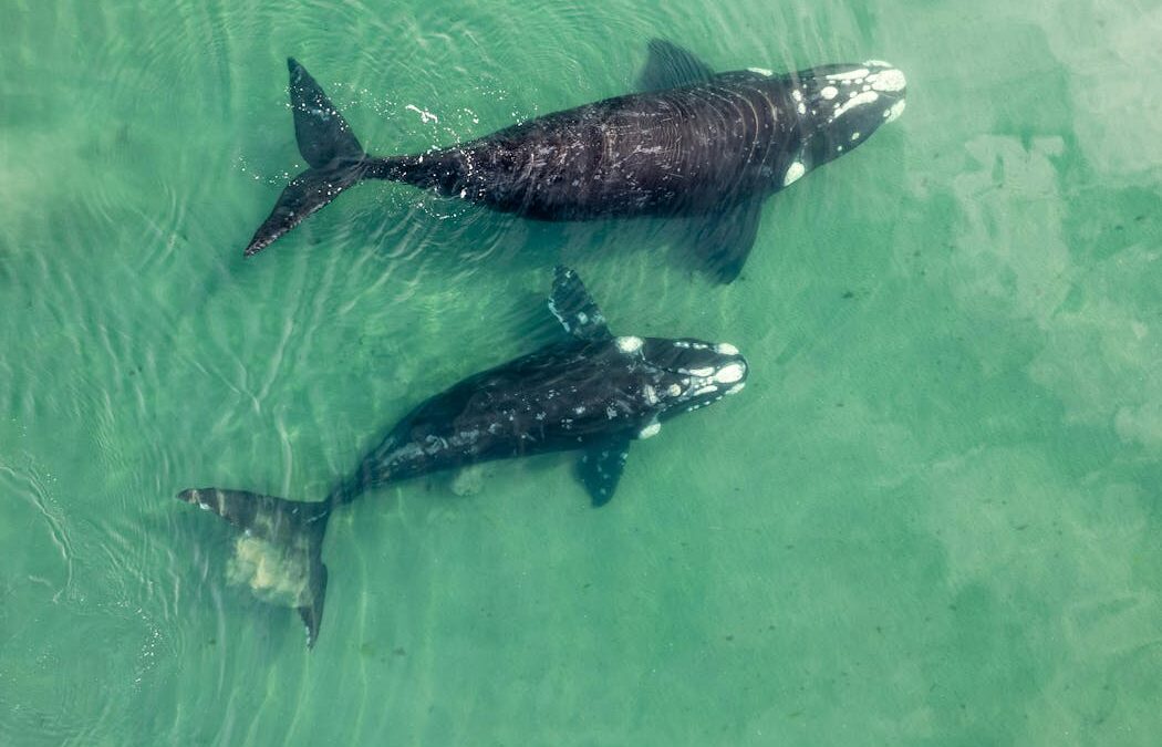 Southern right whales are having babies less often, but why?