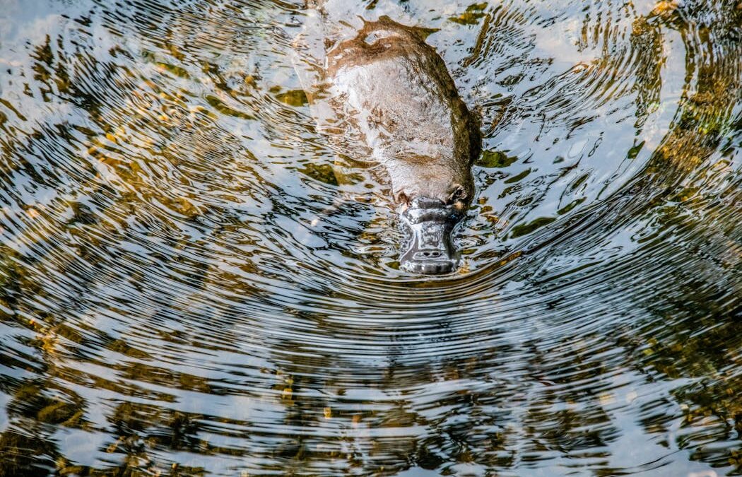 How ‘smart’ rainwater tanks can help keep platypus habitat healthy