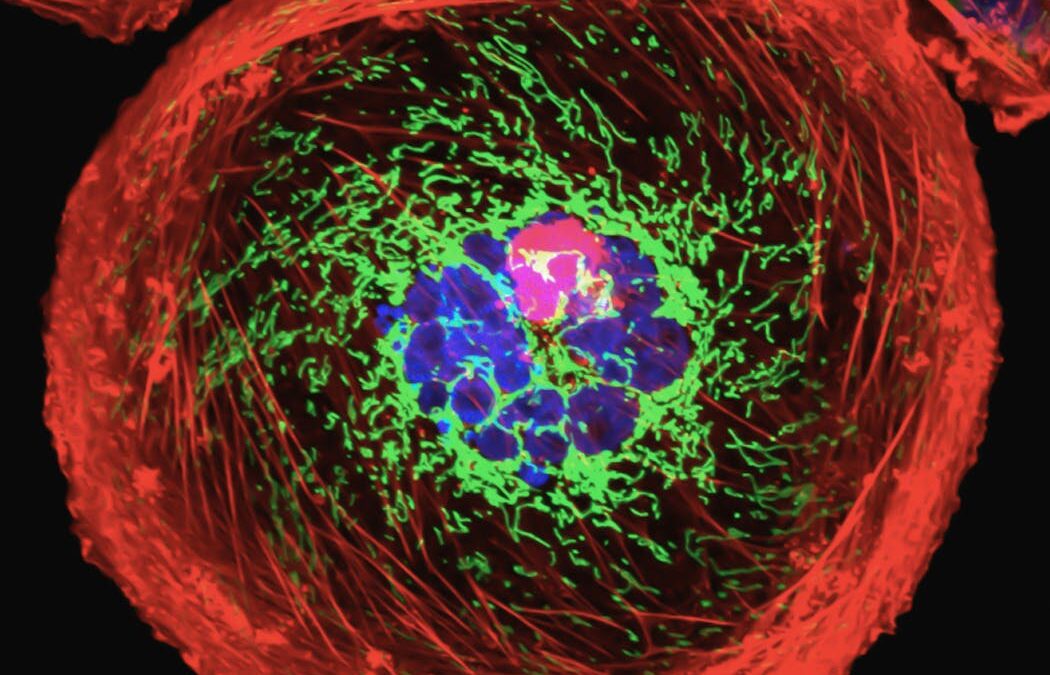 What is a ‘cancer gene’? How genetic mutations lead to cancer