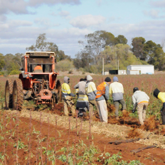 Is the PALM scheme the “ultimate win–win”?