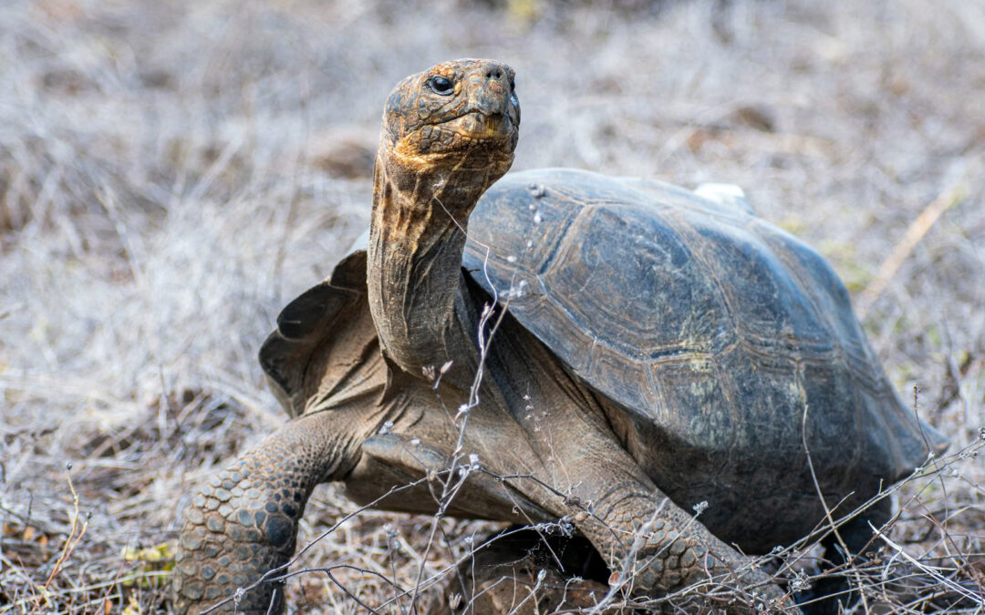 Giant tortoises return to Galapagos island after 150 years
