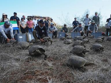 Galápagos park releases 158 juvenile hybrid tortoises on Floreana