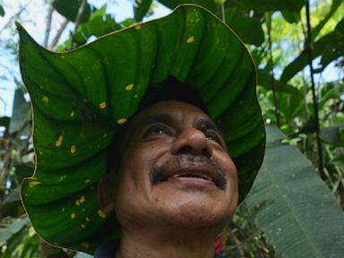 A family’s solitary fight to save endangered plants in the Amazon