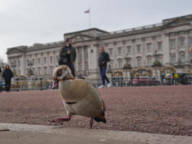 From abdication to Harry and ex-Prince Andrew. A look at major British royal scandals