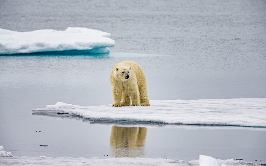 The case for radical transparency