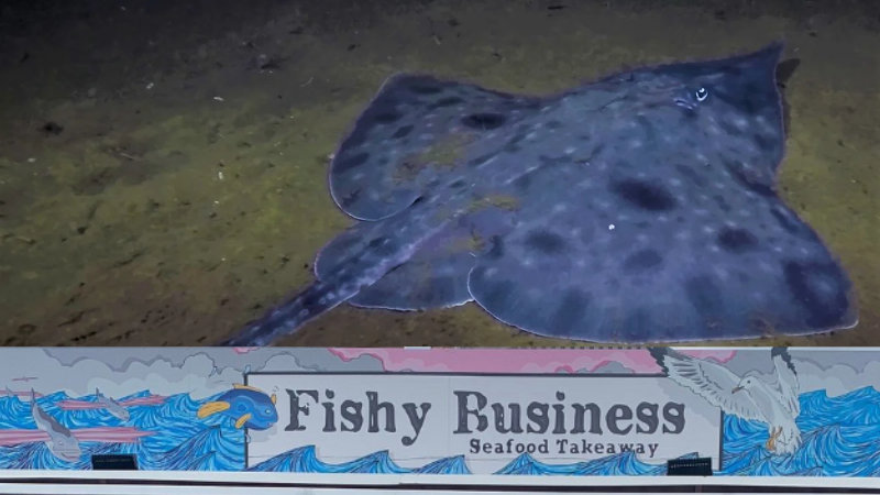 “Pack of Mongrels”. Politics beats extinction of Maugean Skate