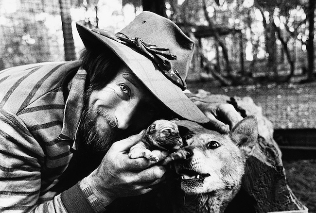 By jingo, it's a dingo!