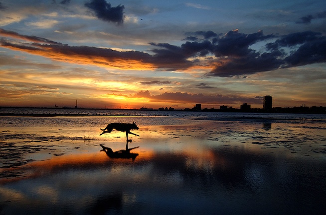 Freedom: Off the lead in St Kilda