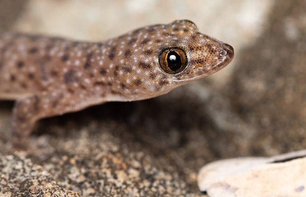 Tropical geckos in Australia are more adaptable than we thought