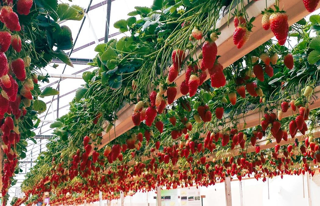 From high-tech greenhouses to fruit netting: how protected cropping can shield crops from climate extremes