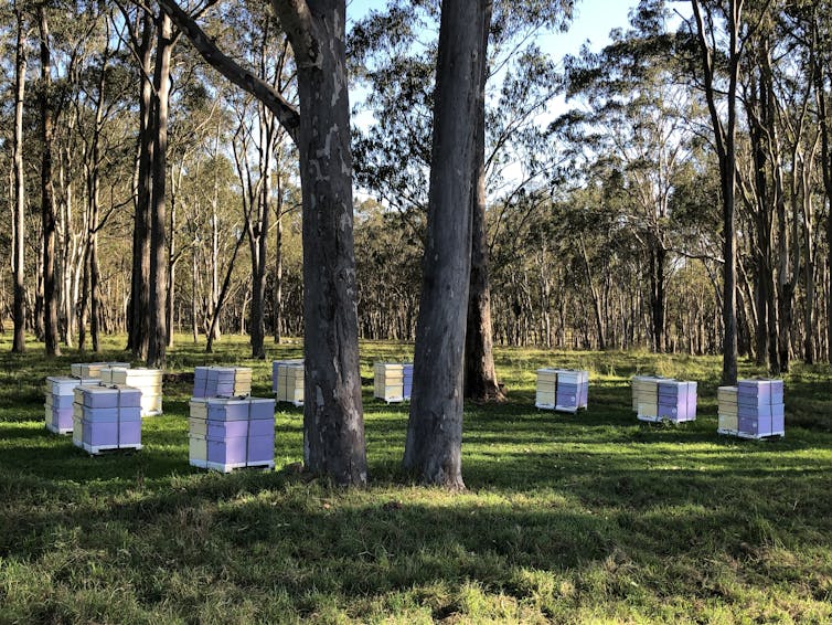 Honey from Australian wildflowers has potent power to kill bacteria