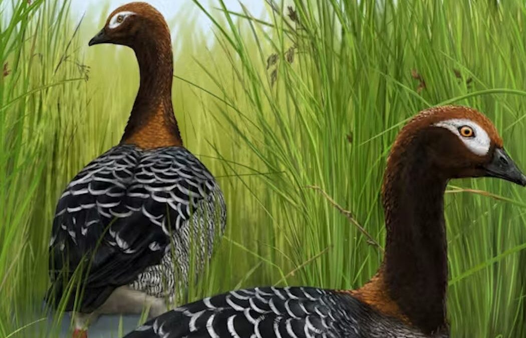 Meet the ‘Old Mother Goose’ from NZ’s subtropical prehistoric past