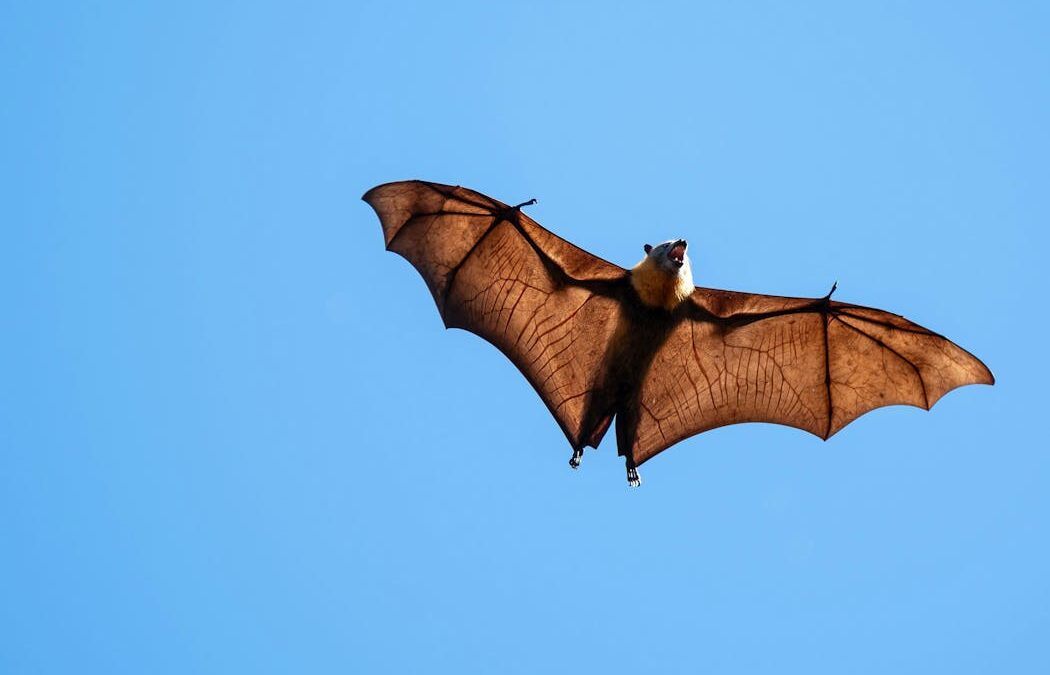What’s it like to be a bat? Scientists develop new solution to the puzzle of animal minds