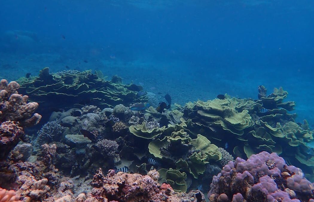 The future remains bleak for corals – but not all reefs are doomed
