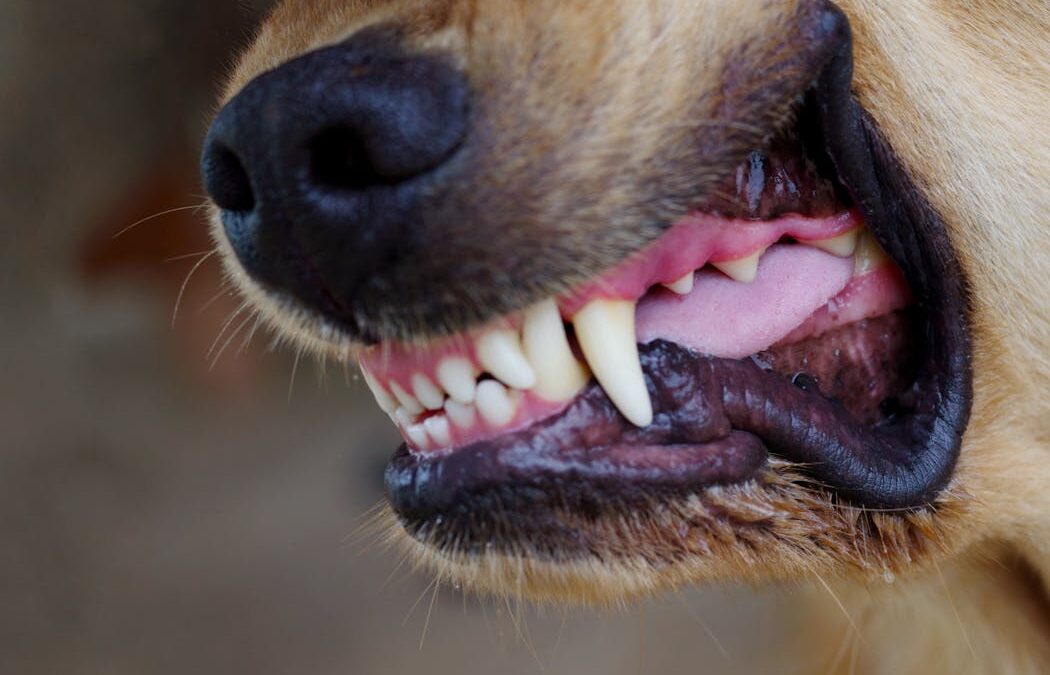 Dog attacks keep happening in NZ. Why hasn’t the law kept up?