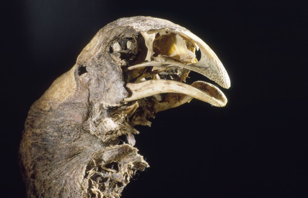 To help save NZ’s native species, we must move past the extinction blame game