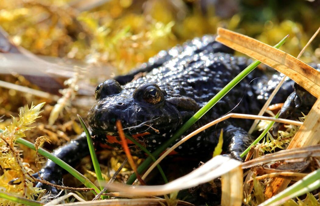 Wasps and frogs keep evolving a crucial pain molecule in their venom. Now we know why