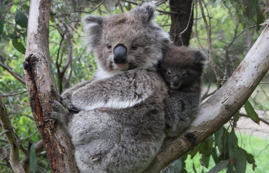 We thought inbred koalas were at risk of extinction. But what we discovered upends genetic conventions