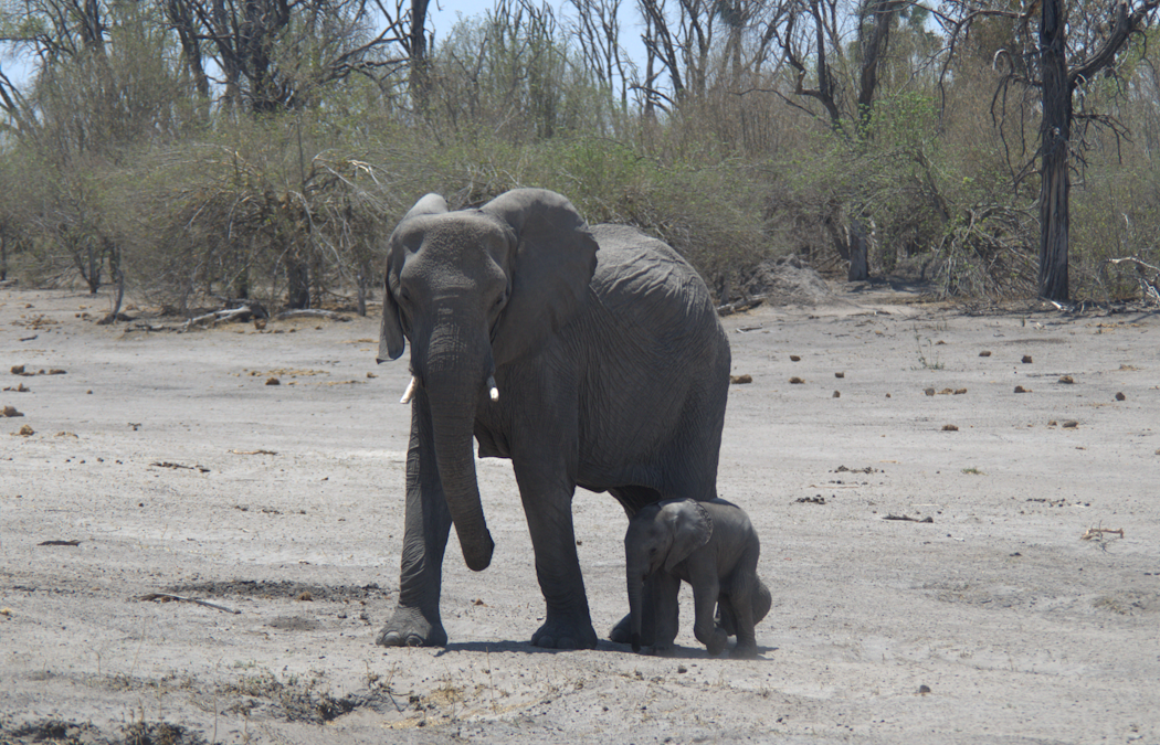 Animals can talk over huge distances – but humans might be changing their range