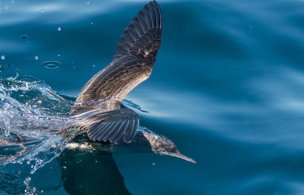 Seabirds struggled to raise chicks in the Hauraki Gulf this summer. What happened?