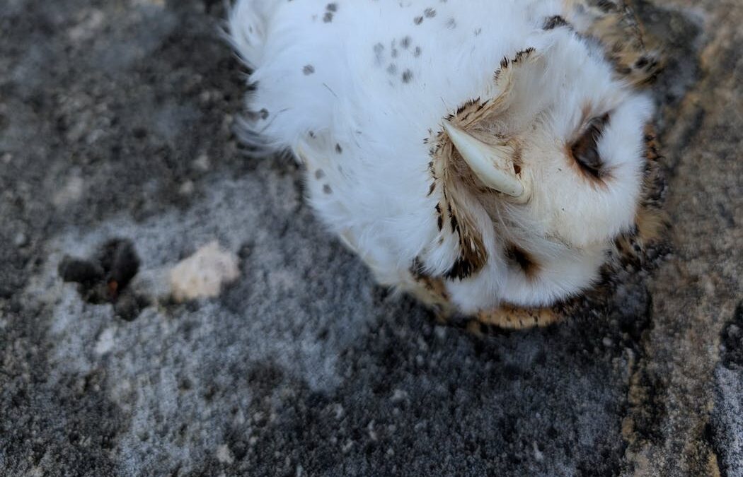 New ban on dangerous rodent poisons is lifeline for our native animals