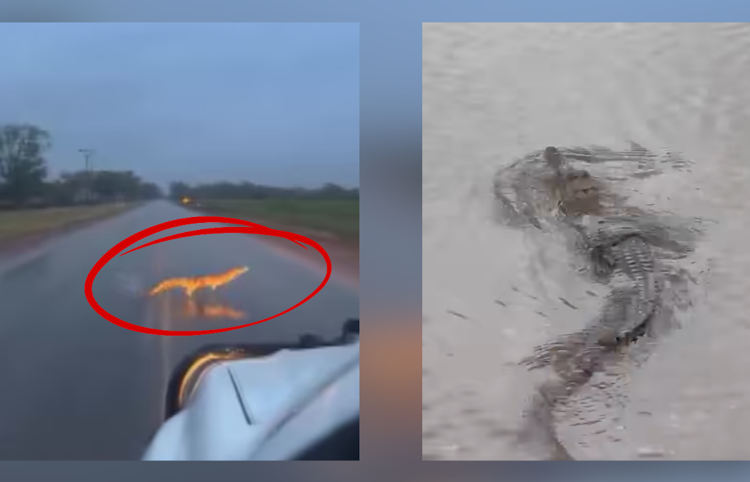 What we know about croc numbers in the NT after surge in floodwater sightings