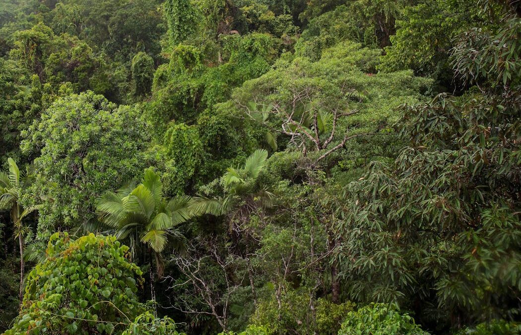 Australia’s forests are finally doing better — but ‘underwater bushfires’ hit oceans hard