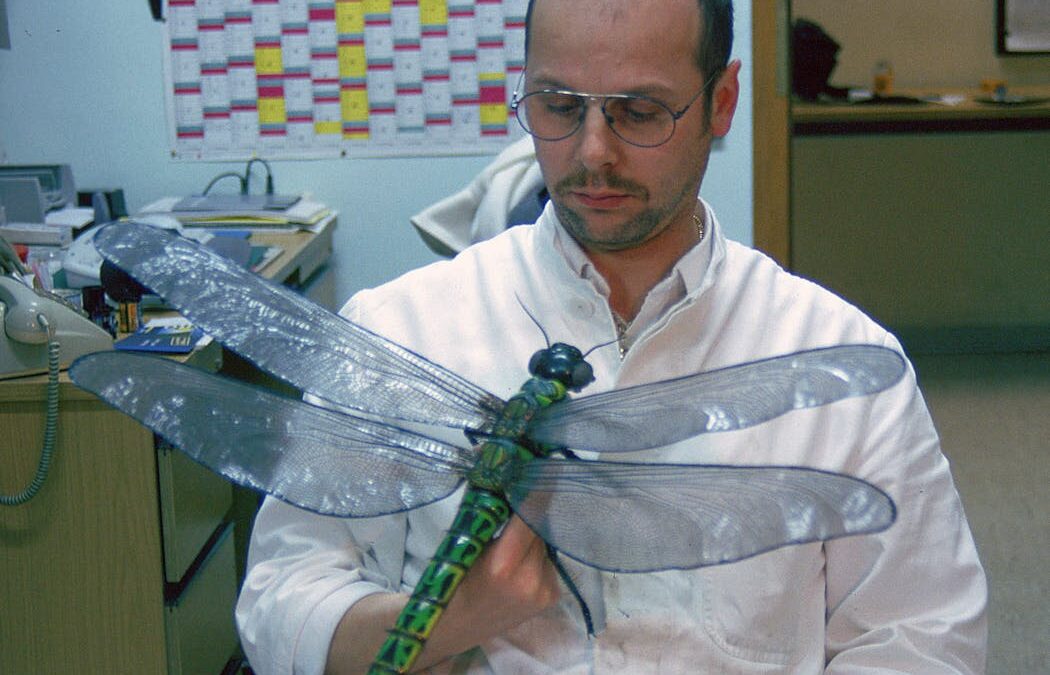 Giant dragonflies once roamed Earth’s skies. New research upends the textbook theory of why they went extinct