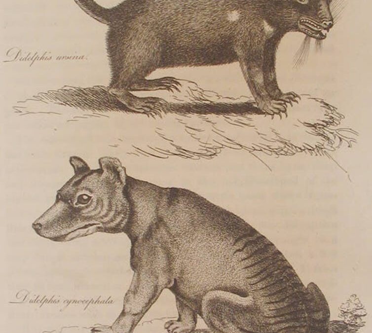 NT rock art thousands of years old sheds new light on the mysterious Tasmanian tiger