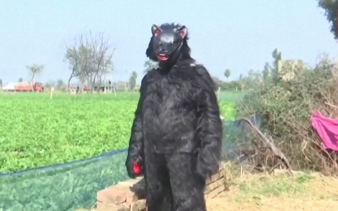 Indian farmers dress up as bears to protect crops from monkeys