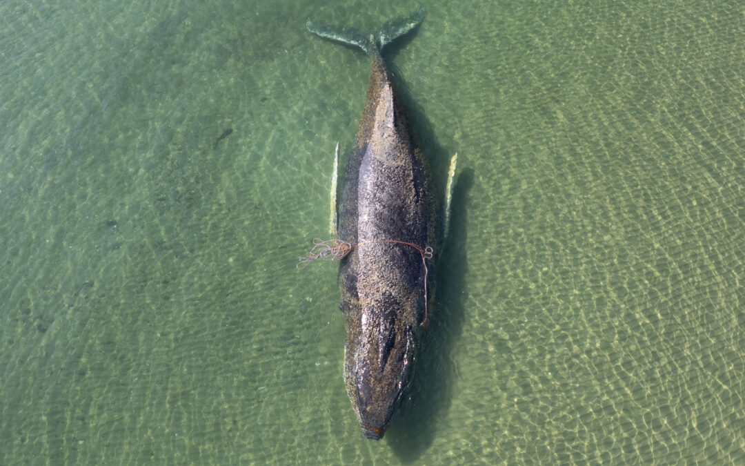 Rescuers race to save stranded whale in Germany