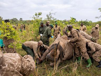 Uganda reintroduces rhinos in protected area where they have been extinct since 1983