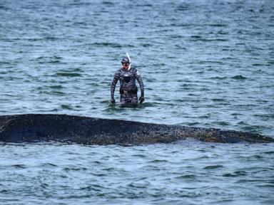 Whale stranded at a Baltic Sea resort has swum off a sandbank. But it isn’t safe yet