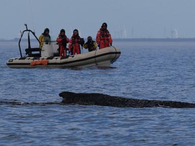 Humpback whale freed by rescuers in Baltic Sea has become stranded again
