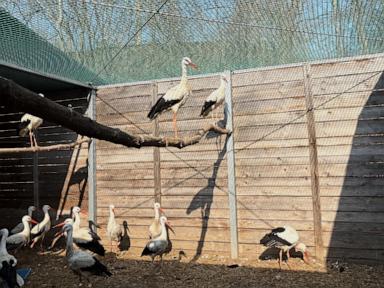 Emergency room for injured wild birds opens at Warsaw Zoo in Poland