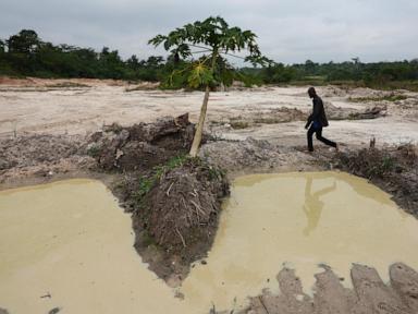 Cocoa beans rot and West African farmers seek other options after commodity crash