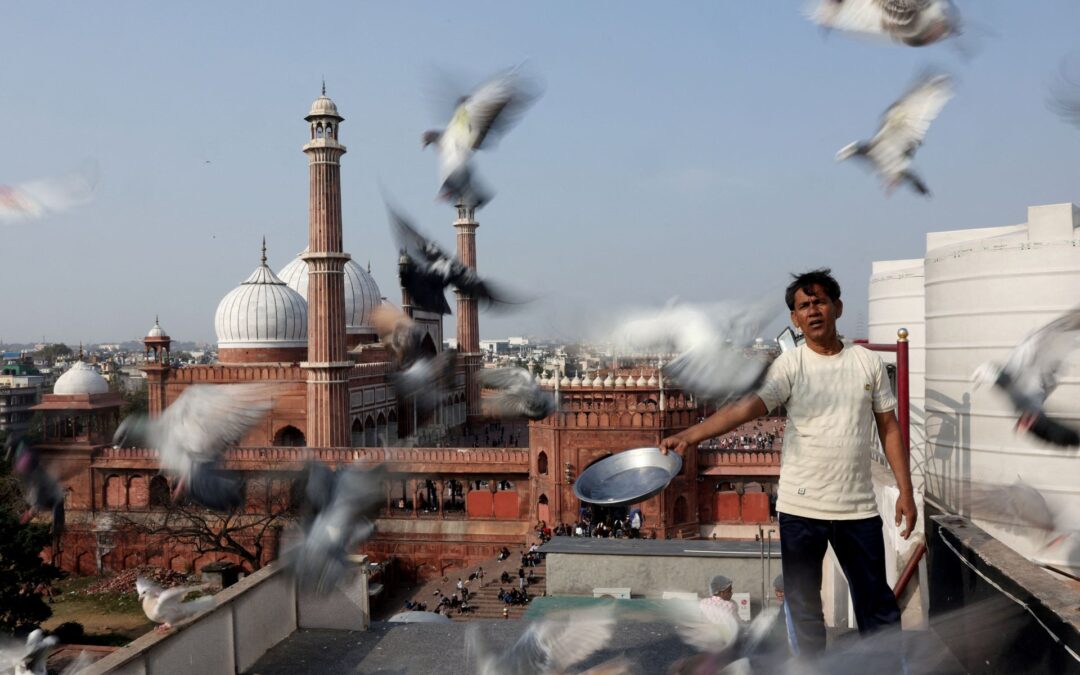 Mughal-era pigeon training survives in heart of India’s capital