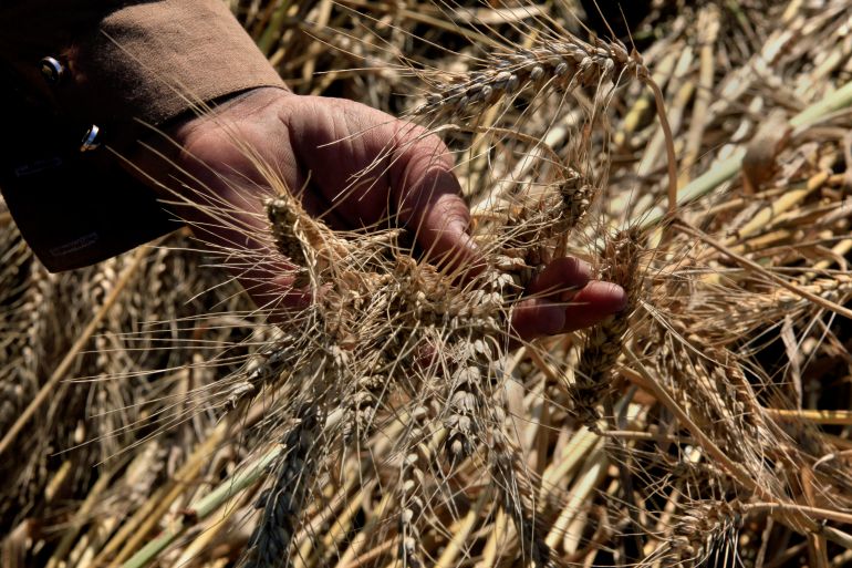 As Iran crisis drags on, fears of global food catastrophe grow