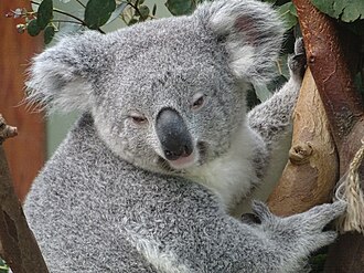 Australian wildlife cruelty is out of control