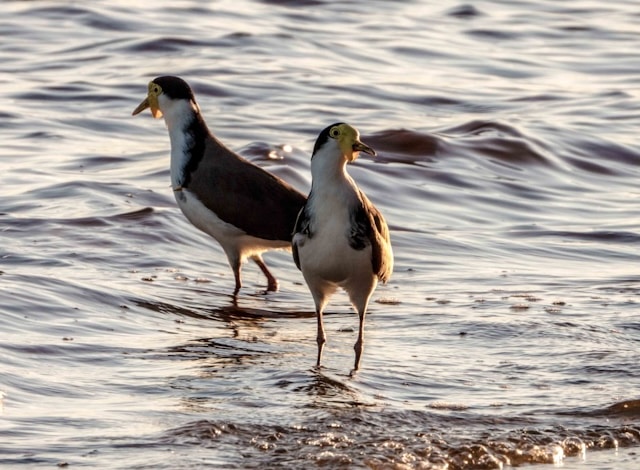 Plovers in Australia: Swooping, season and safety