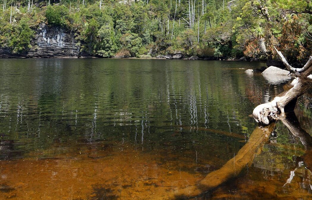 From river stain to your cup of tea: the secret world of tannins