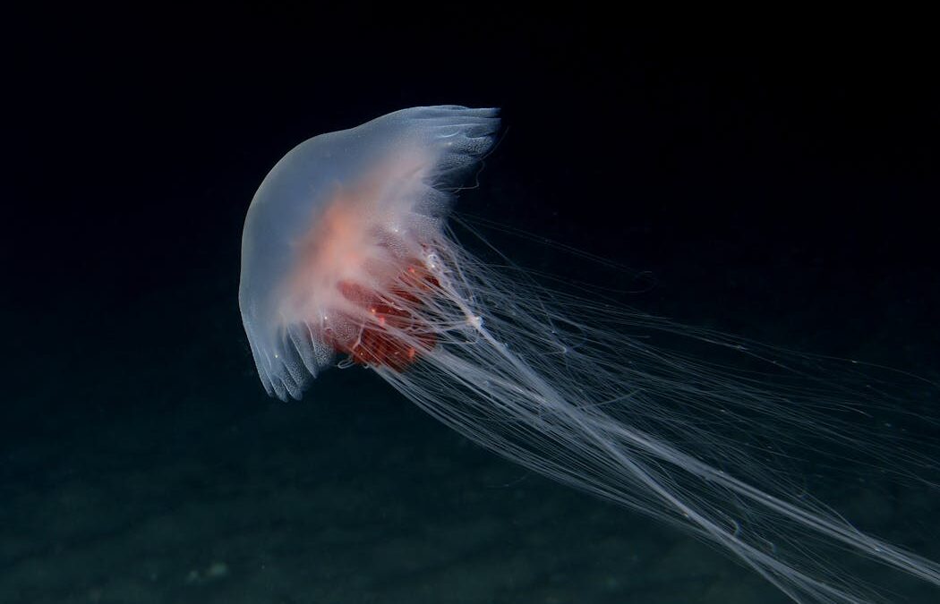 Spotted a jellyfish bloom recently? Here’s what may have triggered it