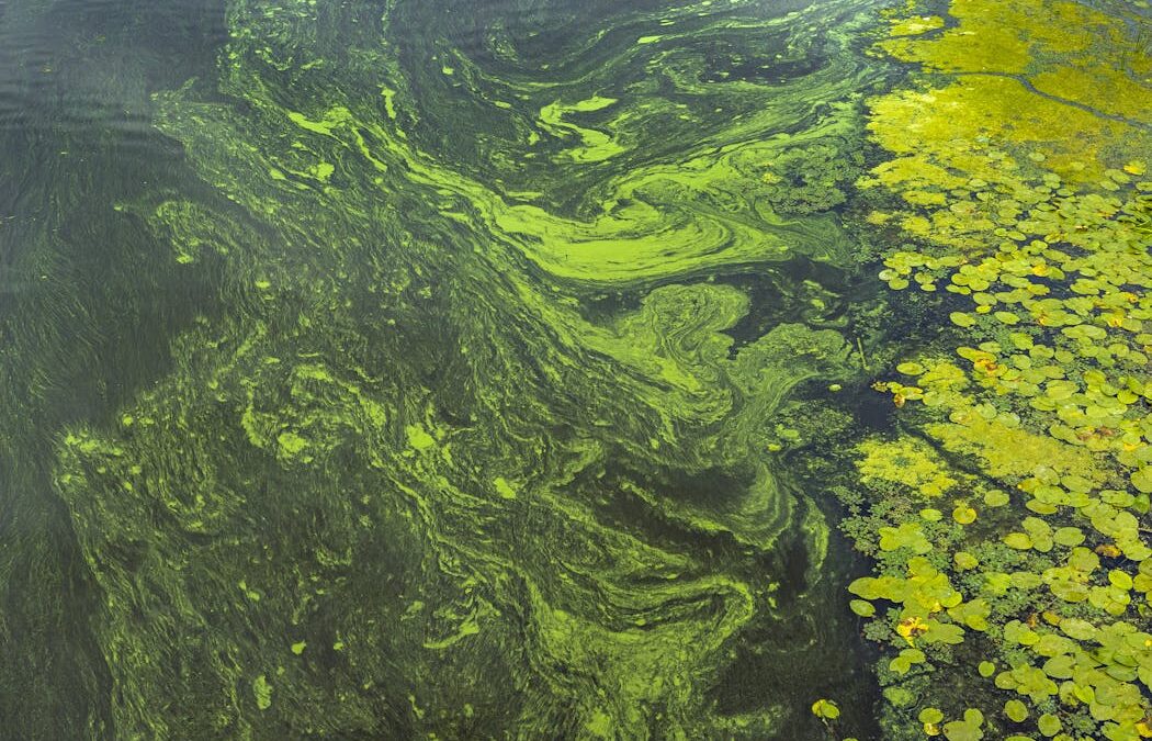 Toxic blooms and invasive clams are forcing a rethink on the Waikato River