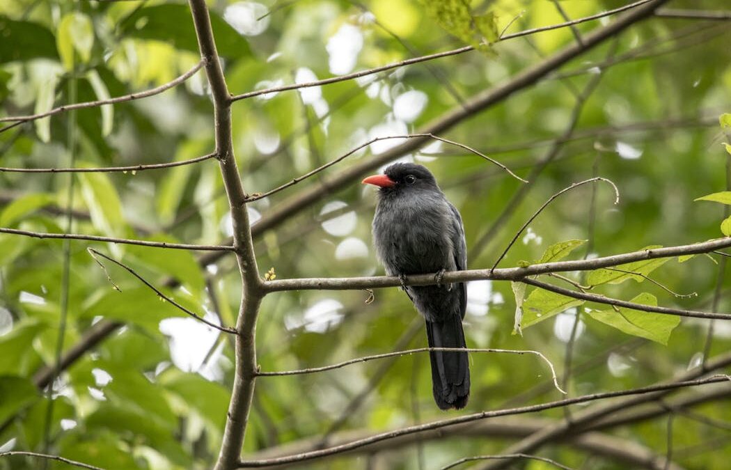 Birds and monkeys in the Amazon share information via ‘internet of the forest’: new research
