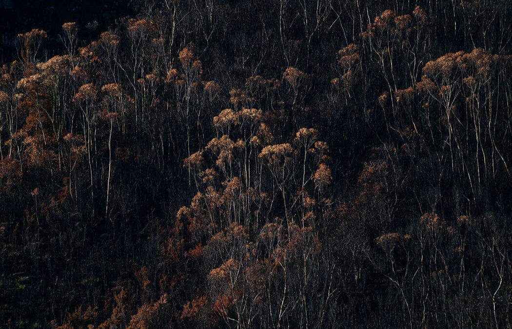 We have the proof that logging makes Tasmania’s forests more flammable