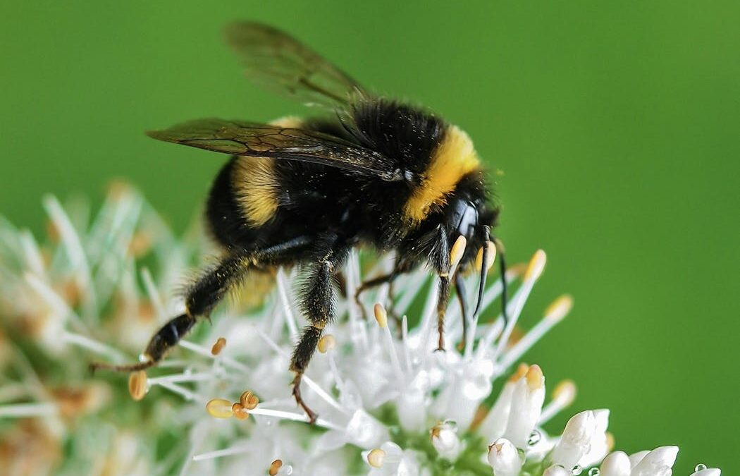 Bumblebees can perceive rhythm, despite their brains being the size of a sesame seed