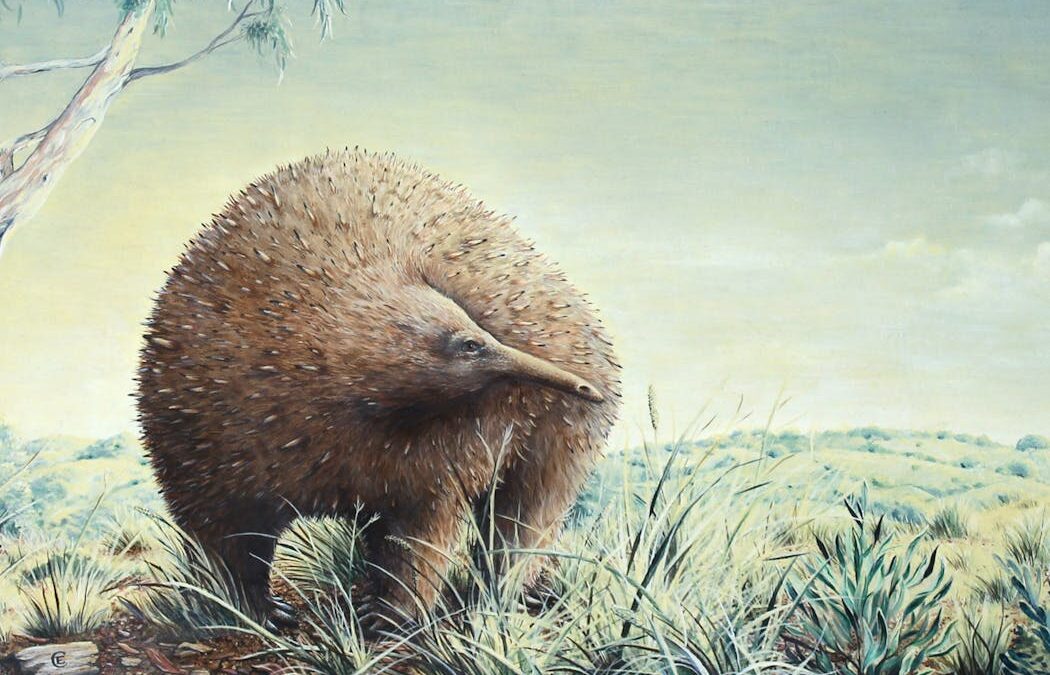 An extinct echidna the size of a small child once roamed Victoria, new fossil shows