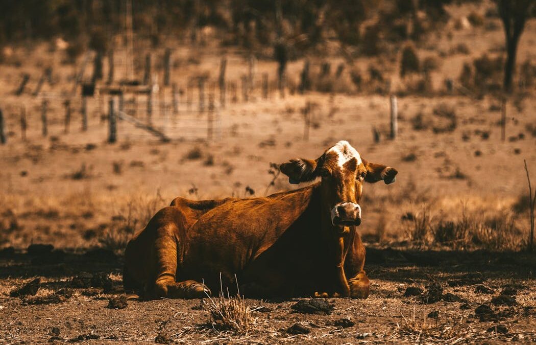 Overheated cows, flooded highways, and now a fuel crisis: why Australia’s food system is in big trouble